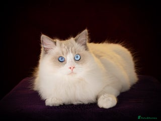 Ragdoll cats Ragdoll Blue Bicolor Kitten Boy LRBC SHOW TICA - Advert 2