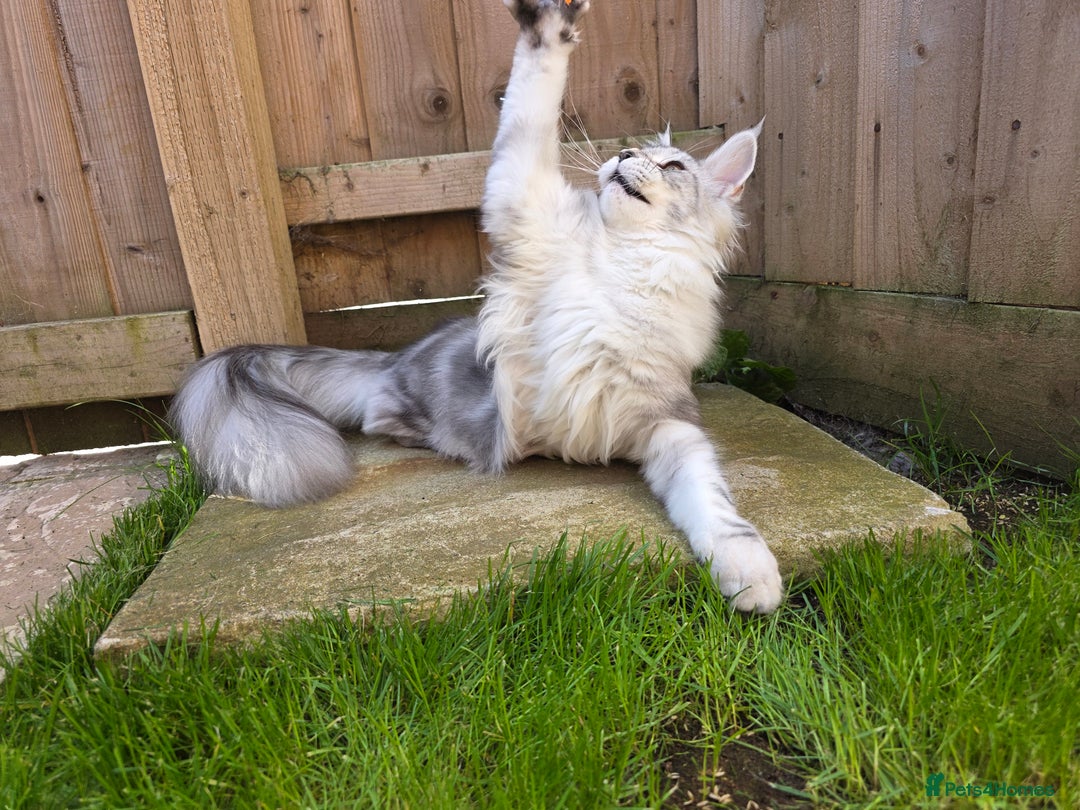 Maine Coon cats for sale: Affectionate & Handsome Purebred Maine Coon Boy  - Image 12