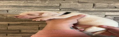 Mixed Breed 2