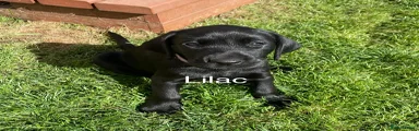 Labrador Retriever Puppy 8