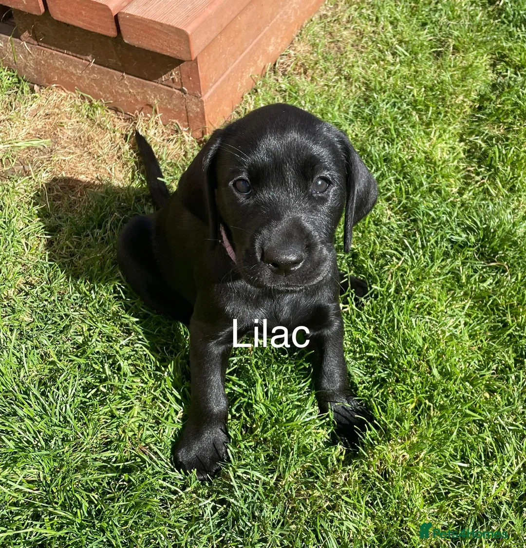 Labrador Retriever dogs for sale: Gorgeous Black Labrador Puppies - READY NOW - Advert 2