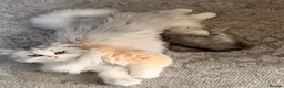 Persian cats for sale: ✨ Cute Persian kitten ✨ - Advert 8