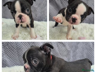 Boston Terrier dogs for sale - Advert 2