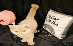 British Shorthair cats for sale: Fawn male Shorthair Tica  - Image 9