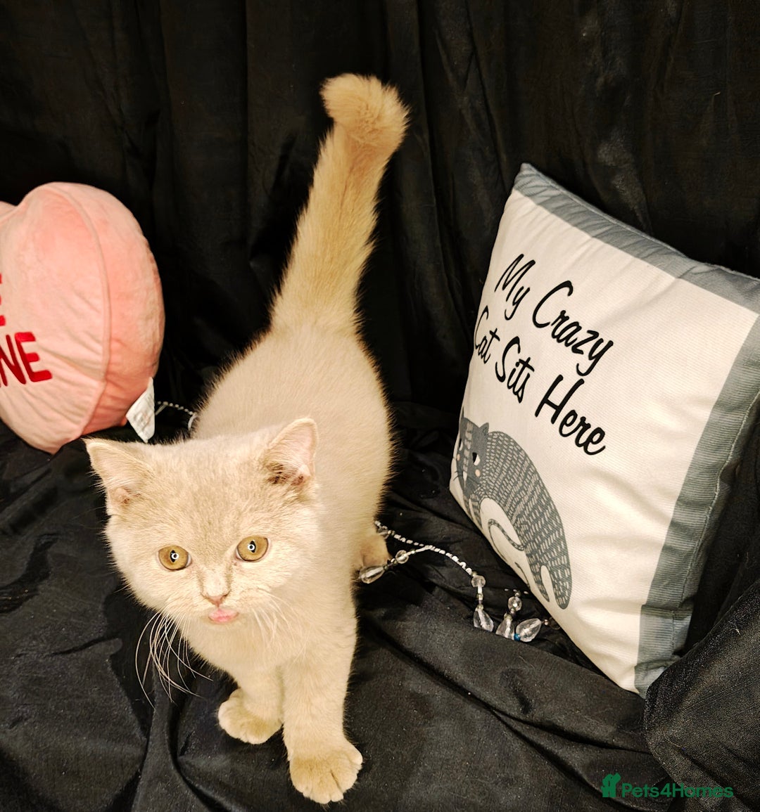 British Shorthair cats for sale: Fawn male Shorthair Tica  - Image 9