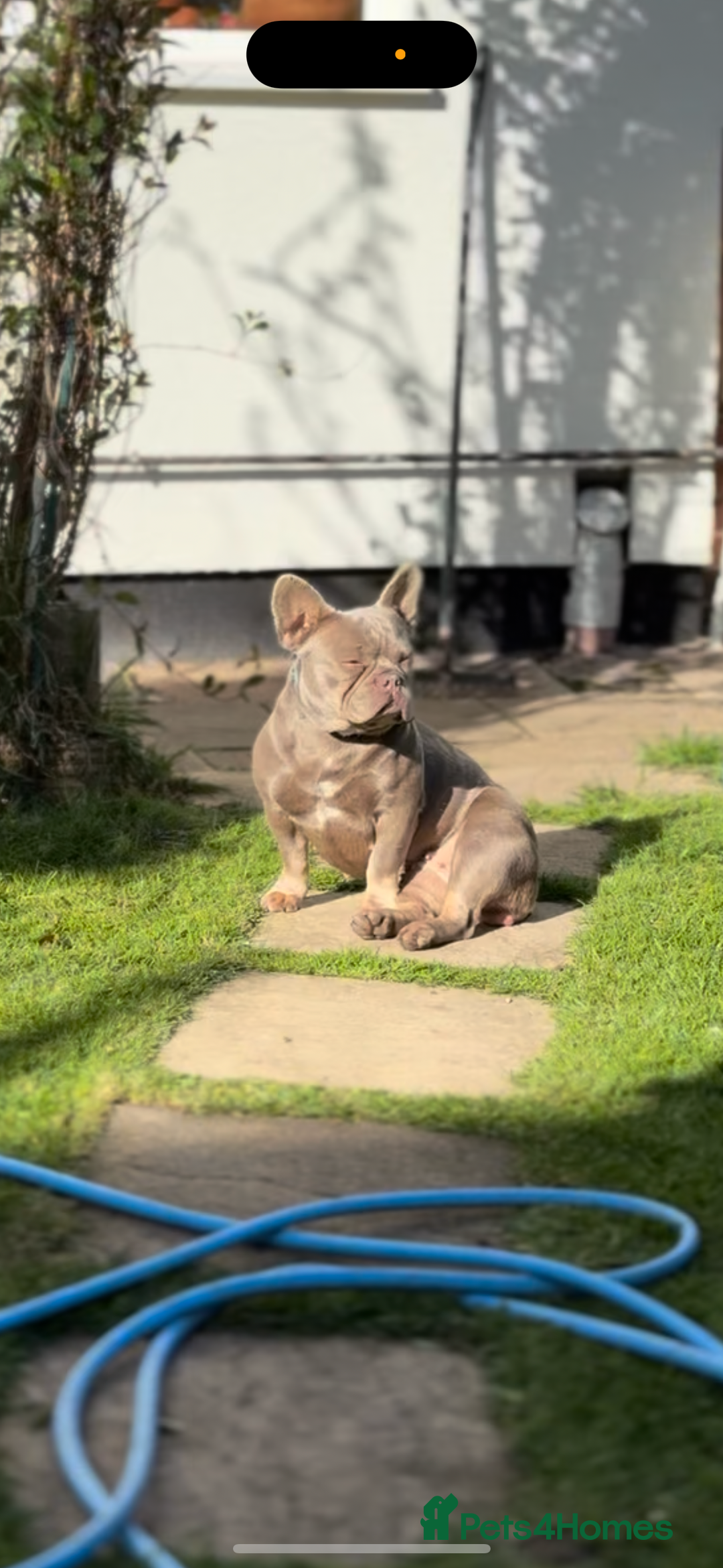 French Bulldog dogs for sale: French Bulldog Girl Singleton Newshade Isabella - Advert 4