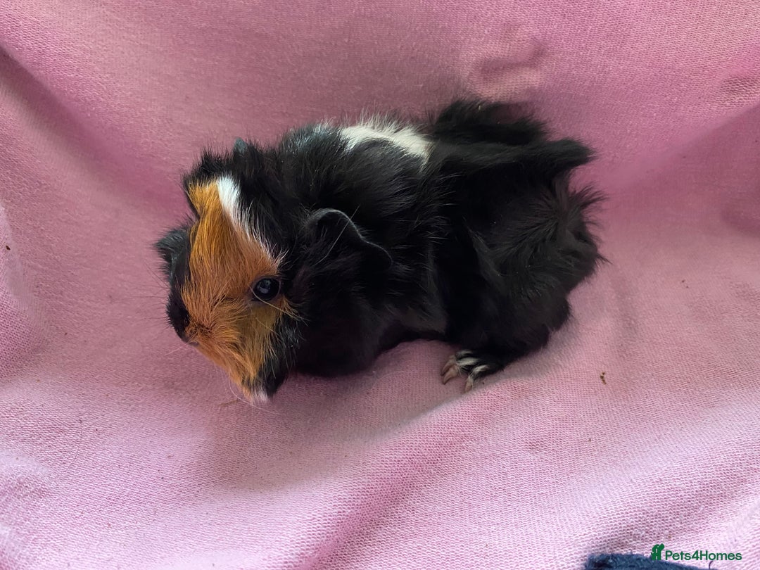 Guinea Pig rodents for sale: Gorgeous female guinea pigs  - Image 1