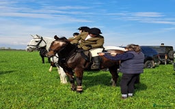 Appaloosa horses for sale: Albi  - Advert 3