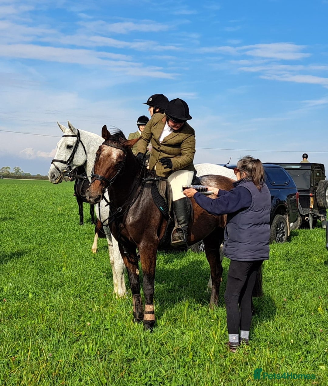 Appaloosa horses for sale: Albi  - Advert 3