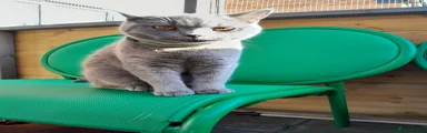 British Shorthair 3
