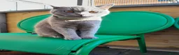 British Shorthair cats for sale: British shorthair £500 - Advert 2