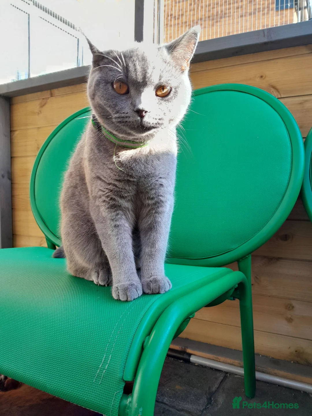 British Shorthair cats for sale: British shorthair £500 - Advert 2