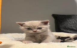 British Shorthair cats for sale: GCCF Registered Championship Line BSH Kittens - Image 12