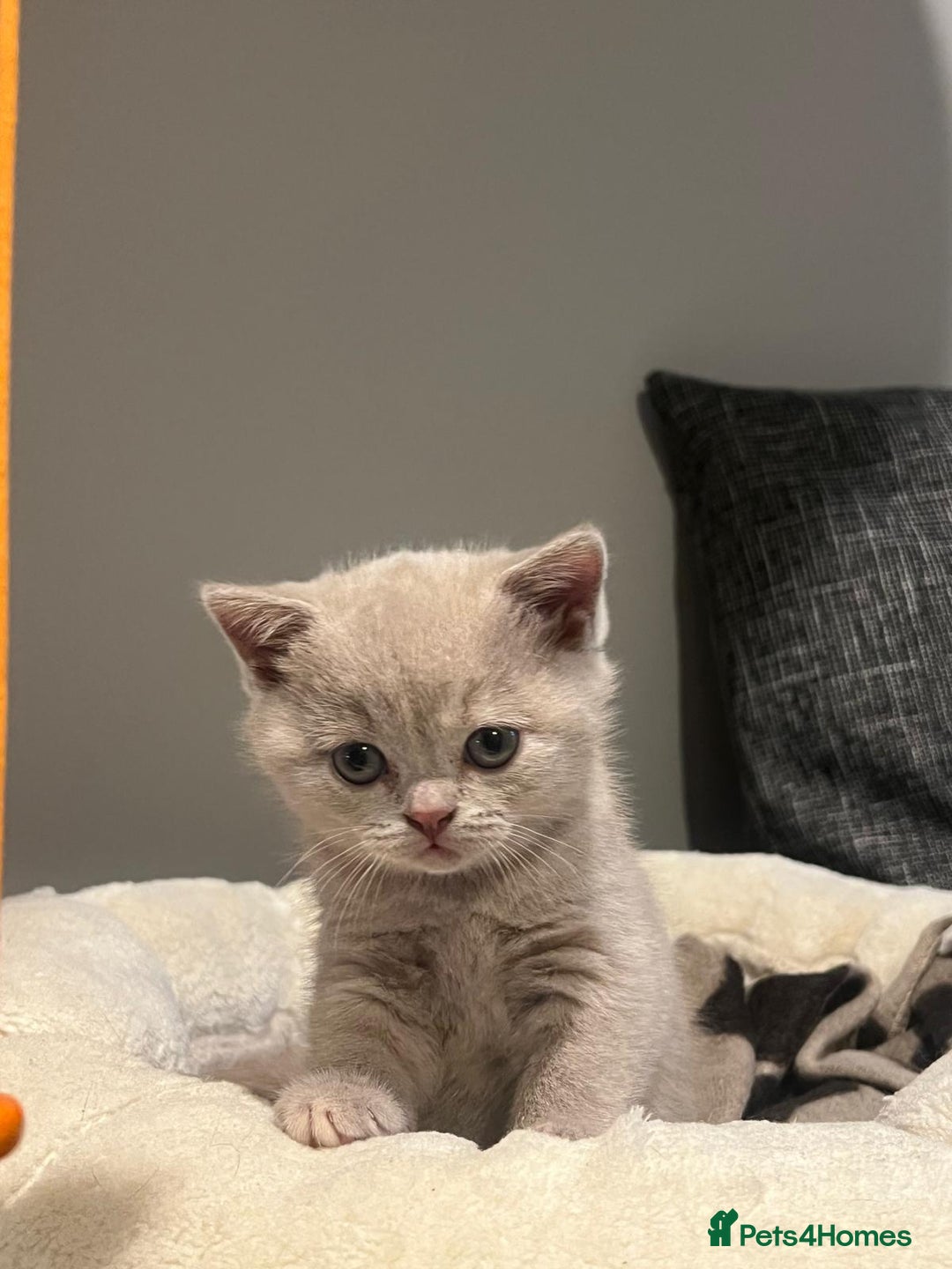 British Shorthair cats for sale: GCCF Registered Championship Line BSH Kittens - Image 12