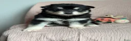 Utonagan dogs for sale: 🐾 Crufts Line Husky x Malamute - Health tested 🐾 - Advert 22