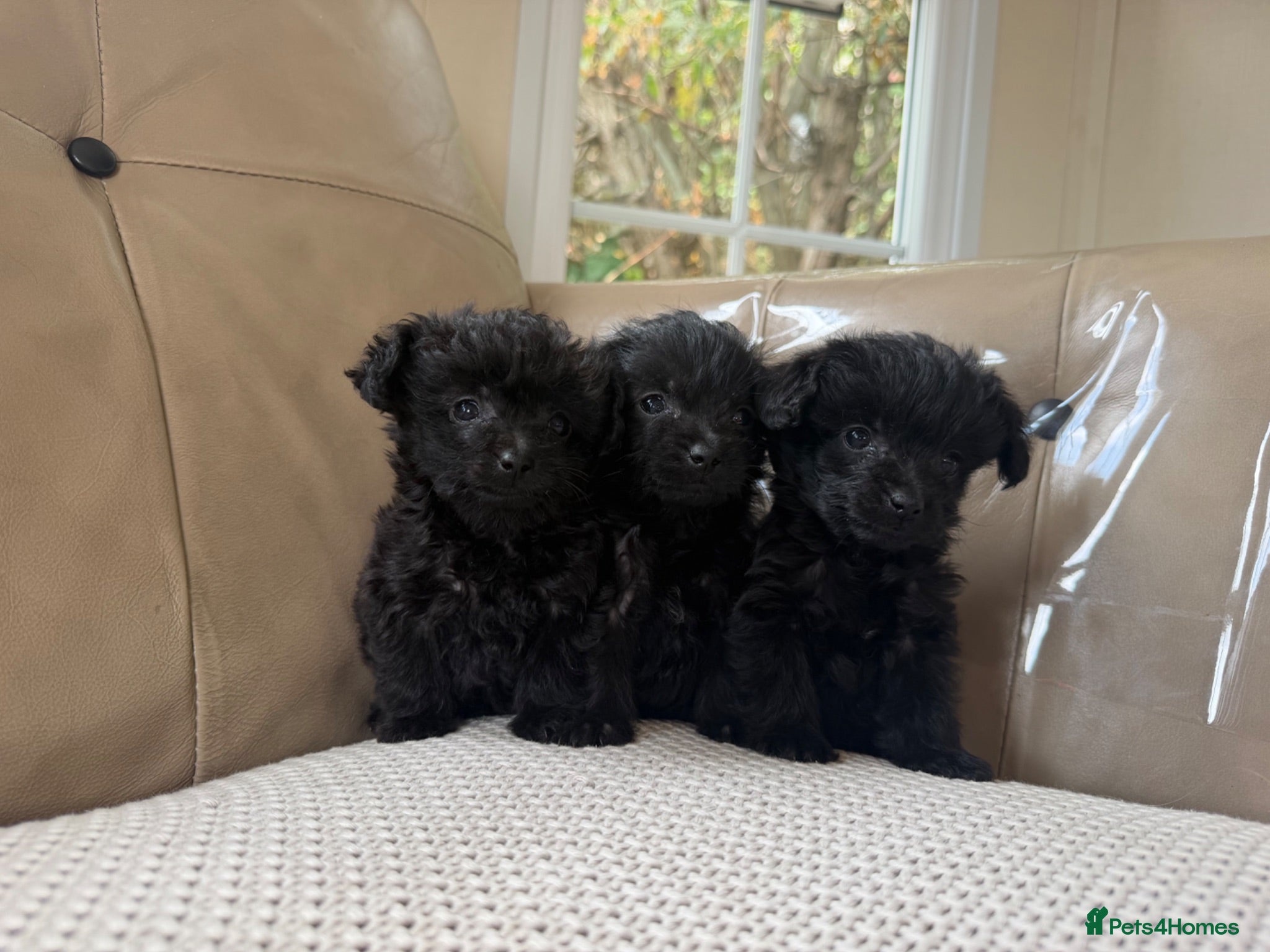 Jackapoo dogs Miniature poodle X Jack Russell - Advert 1