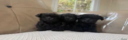 Jackapoo dogs for sale: Miniature poodle X Jack Russell - Advert 1