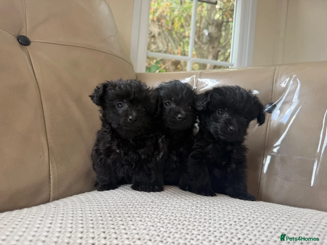 Jackapoo dogs for sale: Miniature poodle X Jack Russell - Advert 1