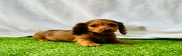 Miniature Dachshund dogs for sale: Long haired dachshund puppies  - Advert 9