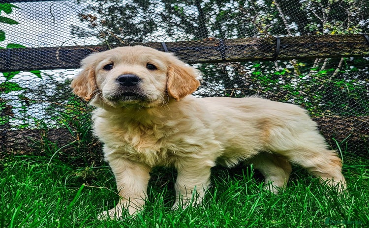 Golden Retriever dogs - Advert 1