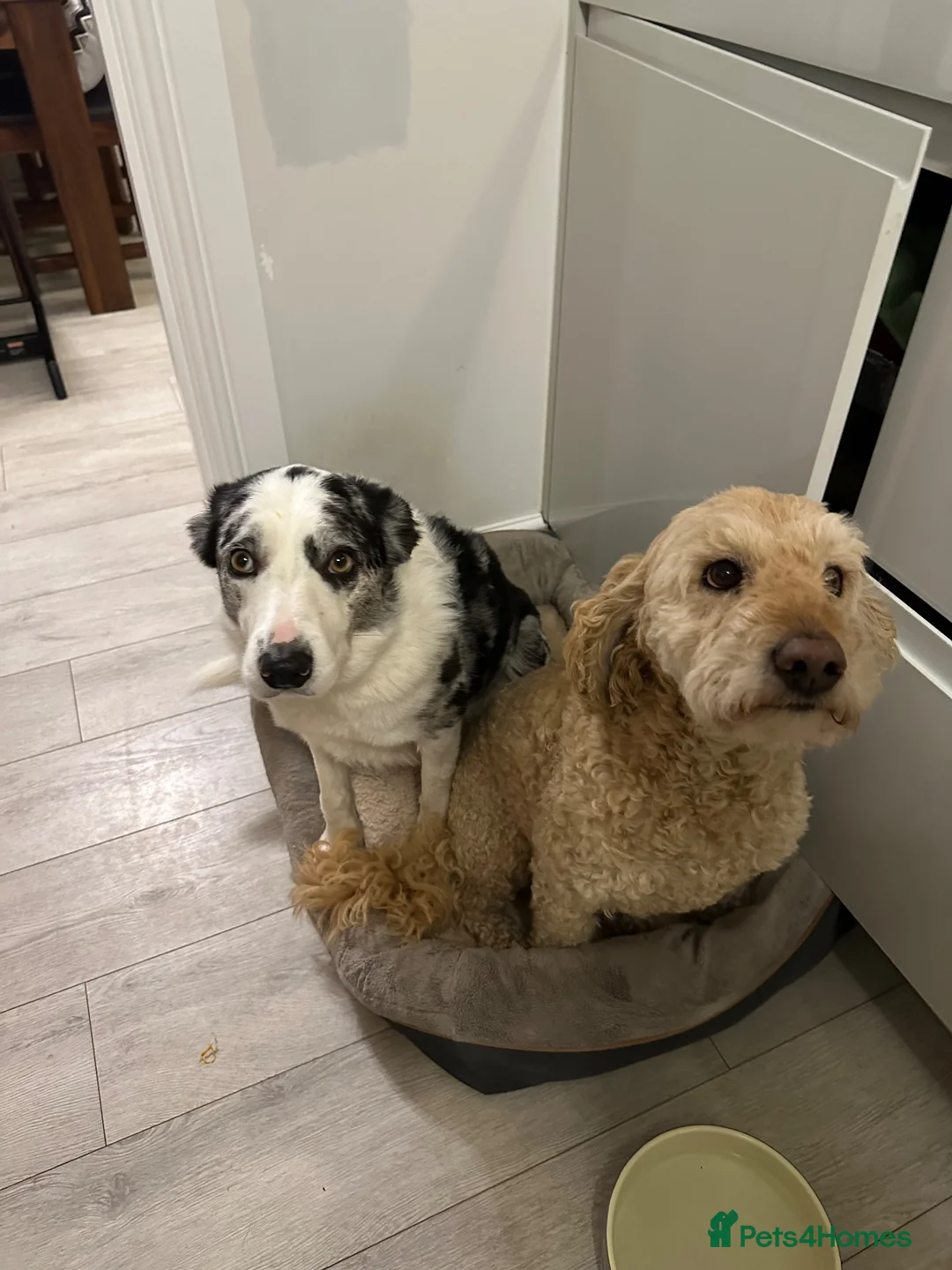 Border Collie dogs for sale: Luna – 6-year-old Blue Merle Border collie  - Advert 2