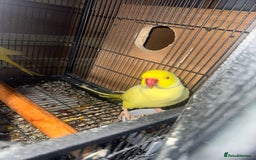 Ringnecks birds for sale: Pair ringneck - Advert 4