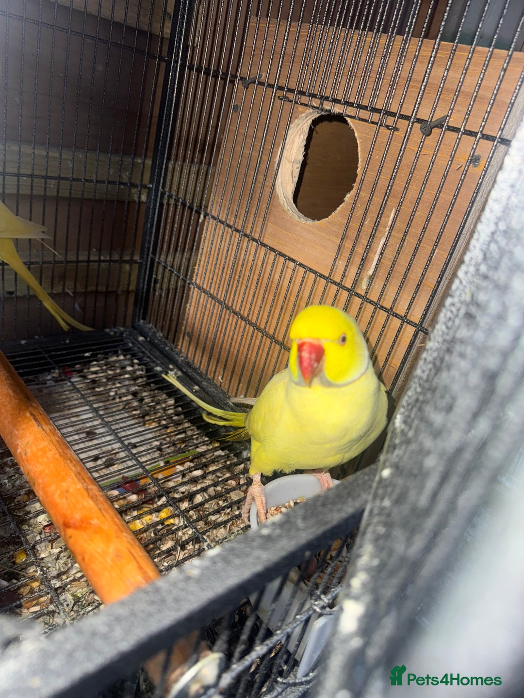 Ringnecks birds for sale: Pair ringneck - Advert 4