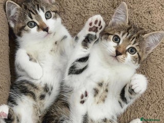 Mixed Breed cats GORGEOUS KITTENS Only 2 left first Pic - Advert 14