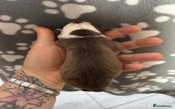 Olde English Bulldogge dogs for sale: CARTEL BLOODLINE OLDE ENGLISH PUPPIES!!  - Image 15