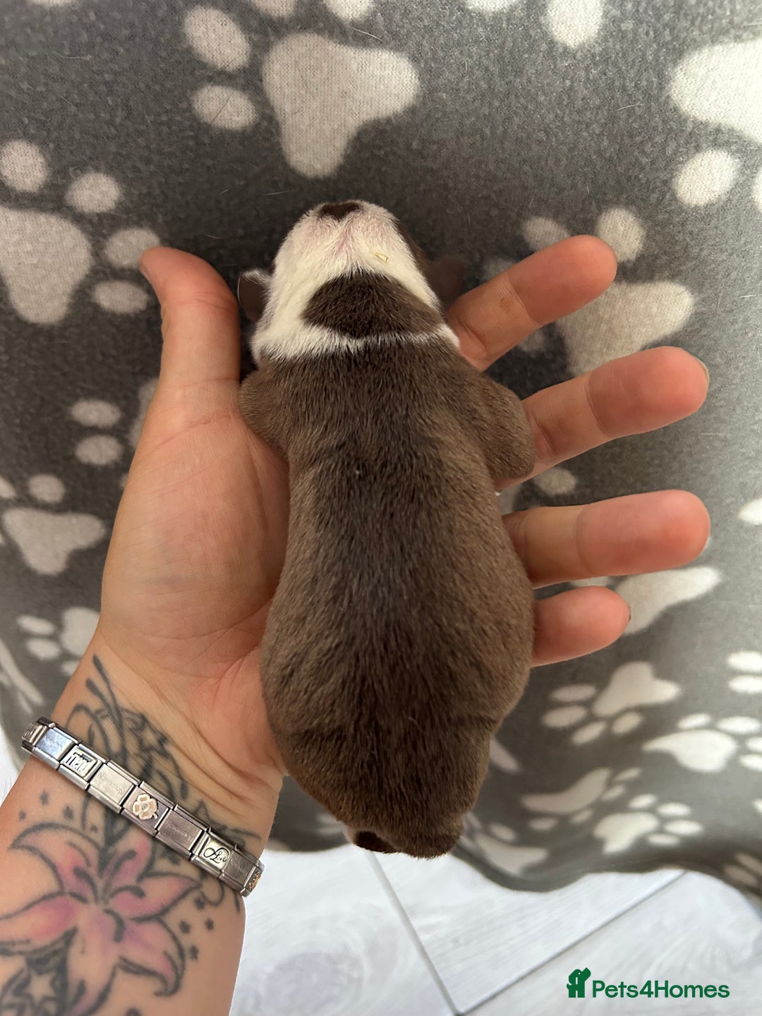 Olde English Bulldogge dogs for sale: CARTEL BLOODLINE OLDE ENGLISH PUPPIES!!  - Image 15