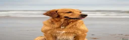Golden Retriever dogs for stud: KC Registered Golden Retriever  - Advert 4