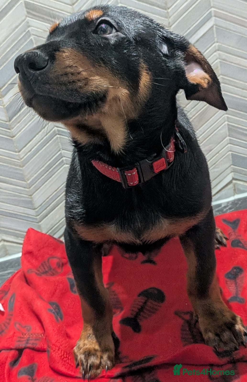 Mixed Breed dogs Working Australian Kelpie x Chinese Red Dog Pups - Advert 11