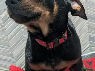 Mixed Breed dogs 2 boys available🐾Kelpie x Chinese Red Dog - Advert 11