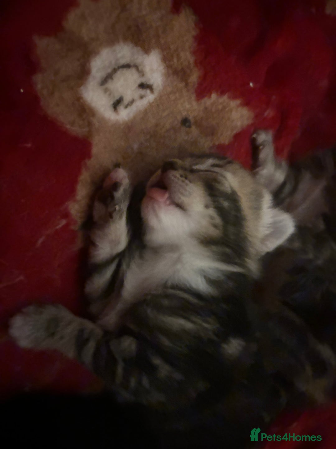 Bengal cats for sale: Bengal kittens  - Advert 17