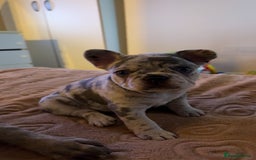 French Bulldog dogs for sale: Beautiful French Bulldog Puppies  - Image 2