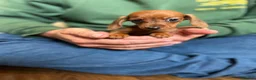 Miniature Dachshund dogs for sale: ⭐️Beautiful Kaninchen Pups READY NOW - Advert 21