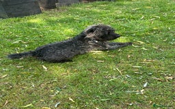 Patterdale Terrier dogs for sale: ❤️❤️Rosie & bobs litter ❤️❤️ - Image 24