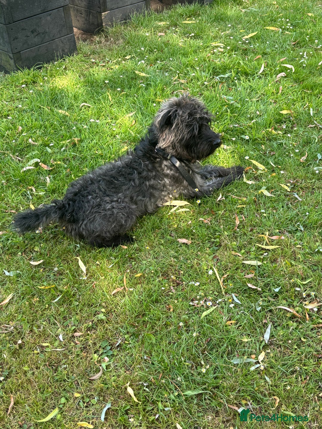 Patterdale Terrier dogs for sale: ❤️❤️Rosie & bobs litter ❤️❤️ - Image 24