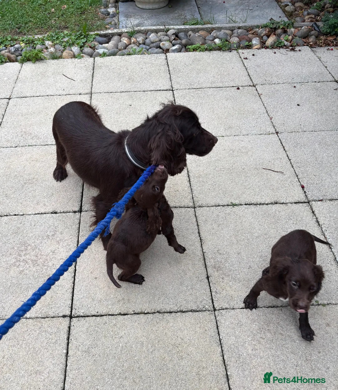 Cocker Spaniel dogs for sale: Cocker spaniel puppies  - Advert 2