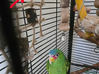 Parrots birds Amerzon green white - Advert 14