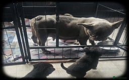 French Bulldog dogs for sale: Beautiful French Bulldogs  - Image 13