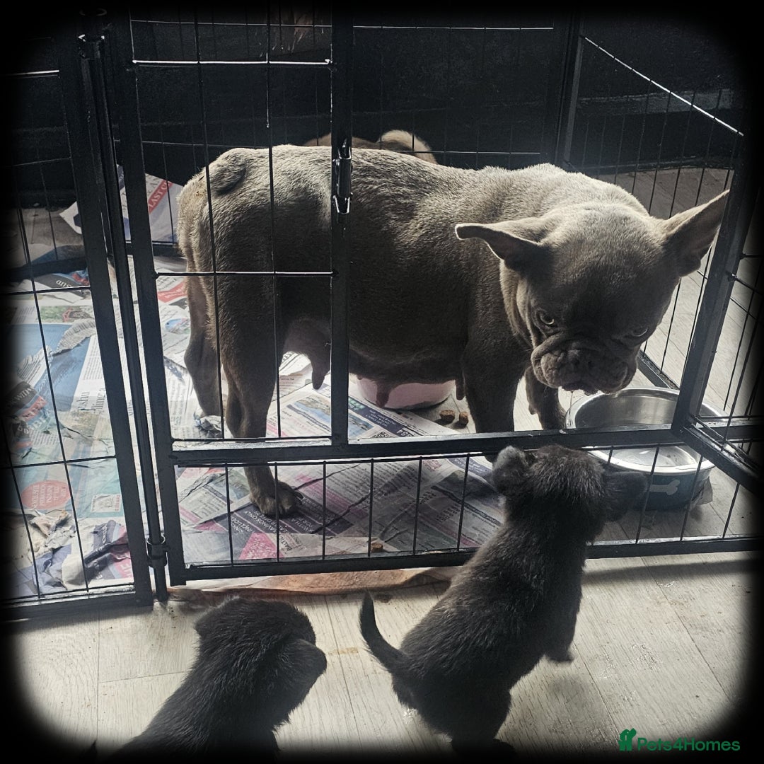 French Bulldog dogs for sale: Beautiful French Bulldogs  - Image 13