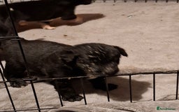 Borador dogs for sale: Borador puppies - Image 6