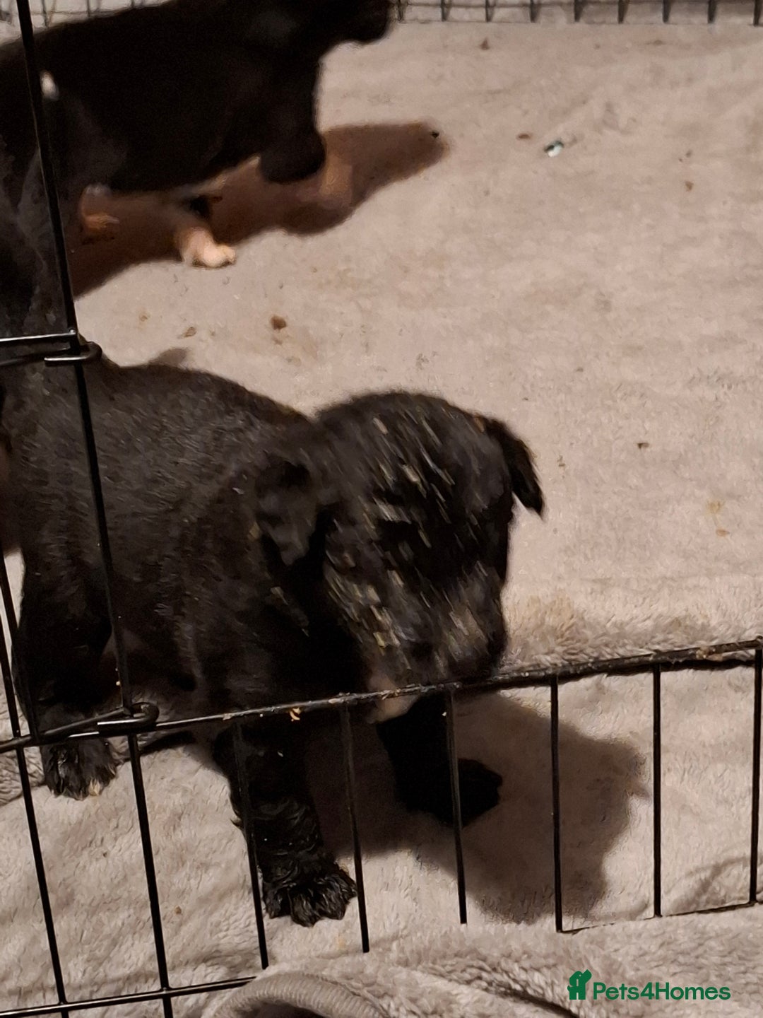 Borador dogs for sale: Borador puppies - Image 6