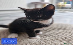 Ragdoll cats for sale: RAGDOLL MIX WITH BENGAL  - Image 2