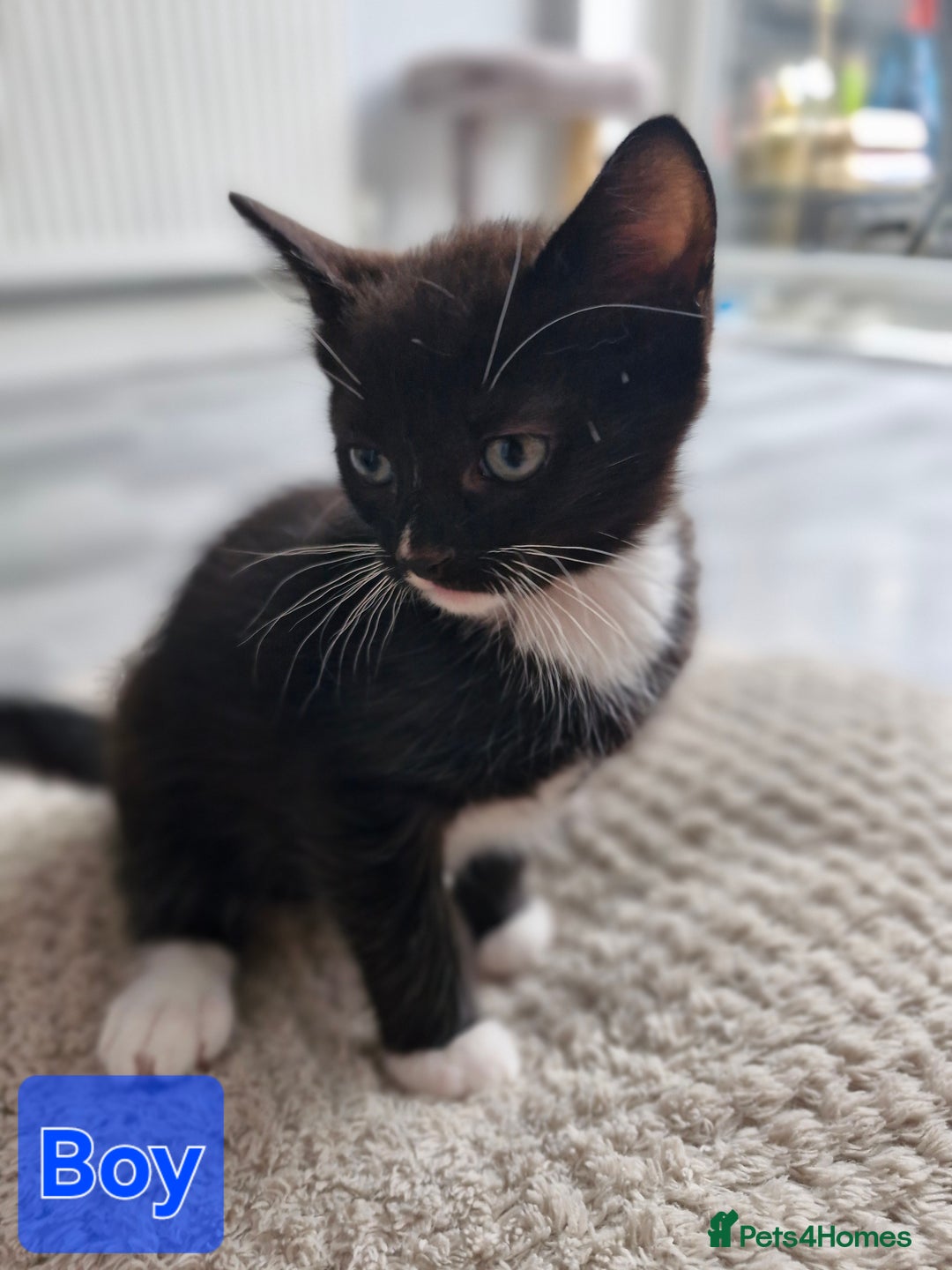 Ragdoll cats for sale: RAGDOLL MIX WITH BENGAL  - Image 2