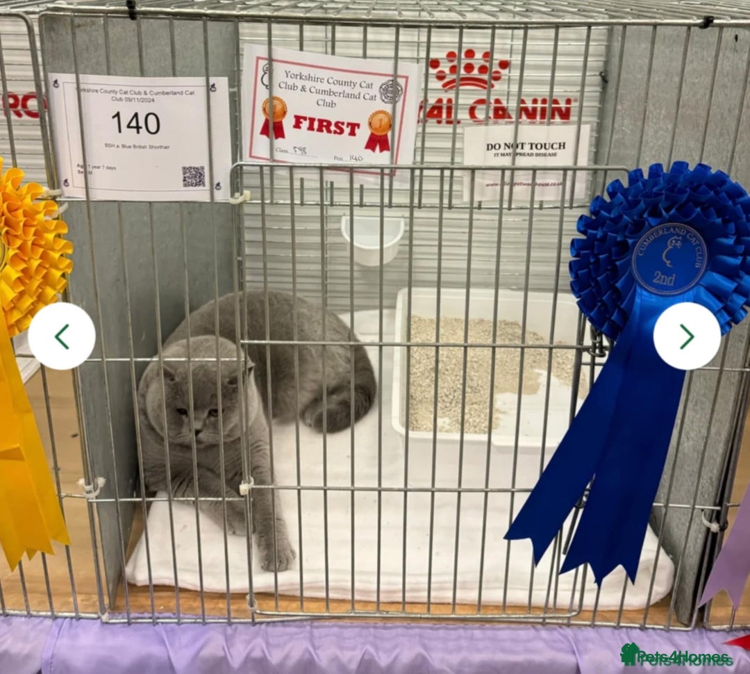 British Shorthair cats for sale: British shorthair kittens - Image 12