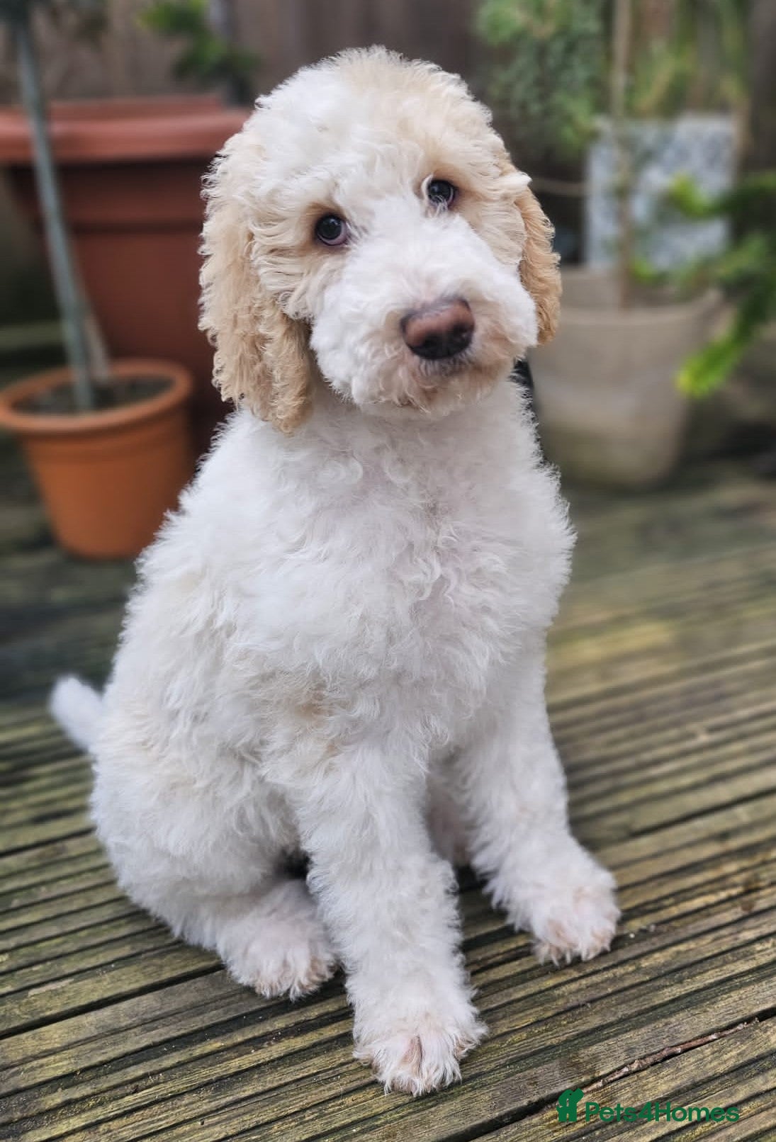 Labradoodle dogs Curly, Hypo-allergenic Labradoodle Pups READY NOW - Advert 12