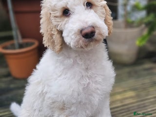 Labradoodle dogs Curly, Hypo-allergenic Labradoodle Pups READY NOW - Advert 12