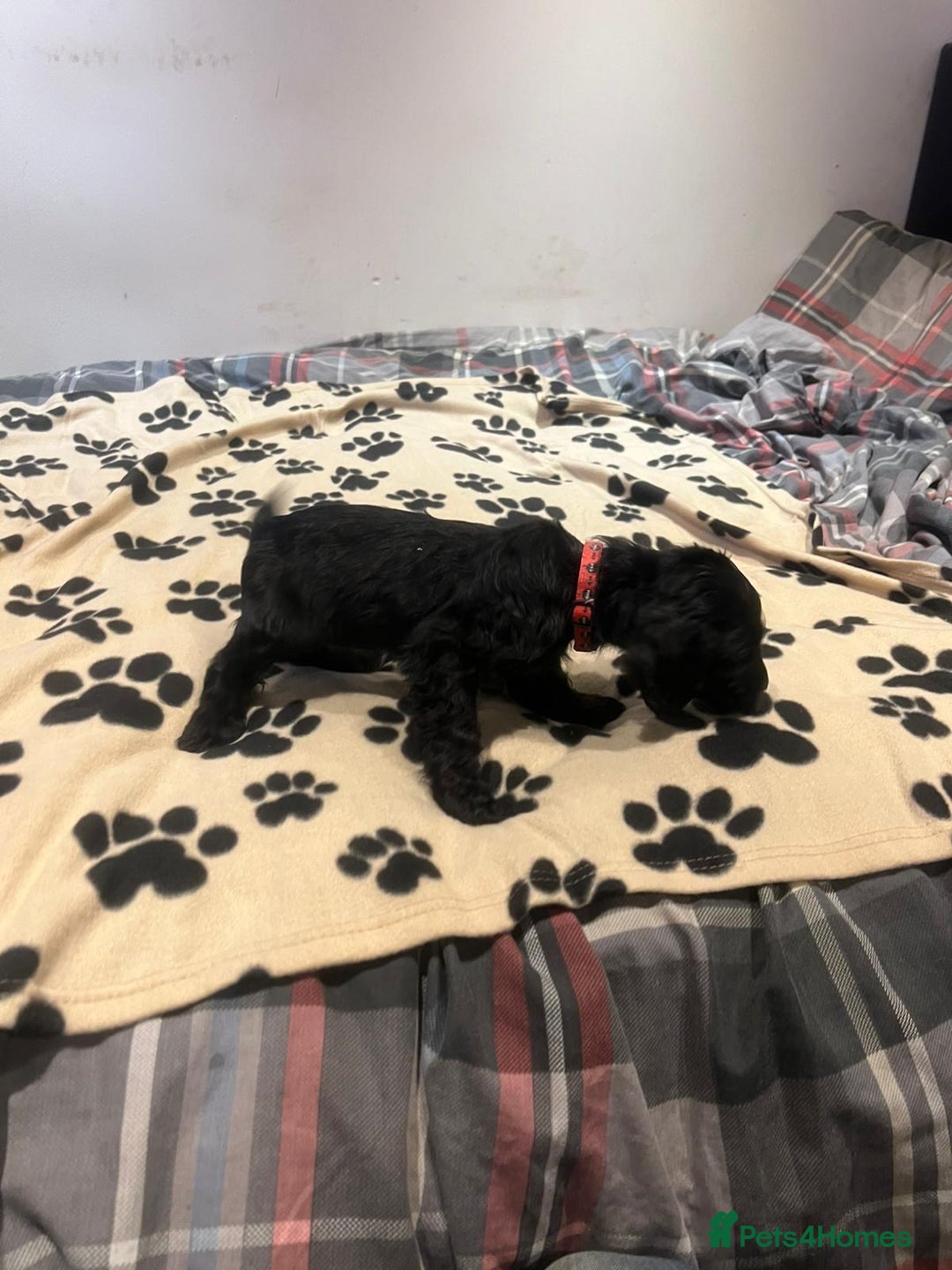 Cockapoo dogs for sale: Cocker spaniel/ cocapoo  - Advert 23